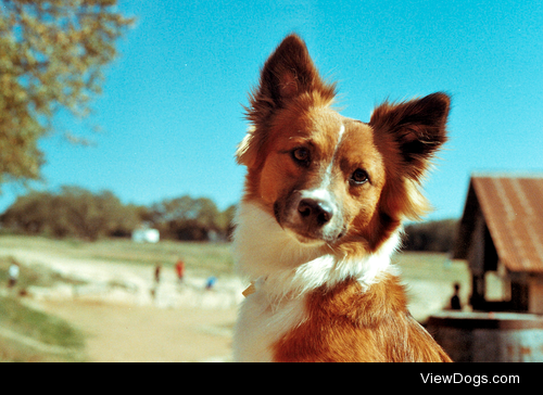 whatdoeswatsonsay:

Fox Dog on film. 