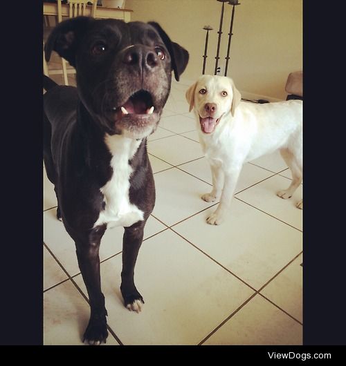 George and Nora. Pit bull/lab and English Yellow Lab.