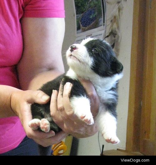 panchovypaste:

Jack the Australian shepherd turns 1 on Jul…