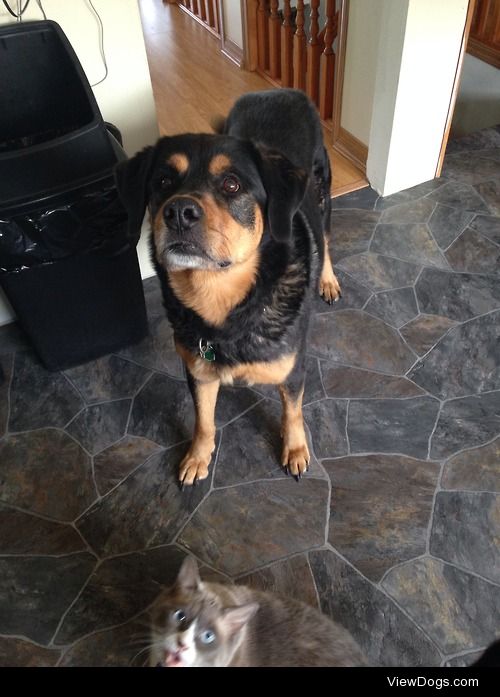 This is Shaya, a 10yr old rottie-shep mix! She loves the treats…