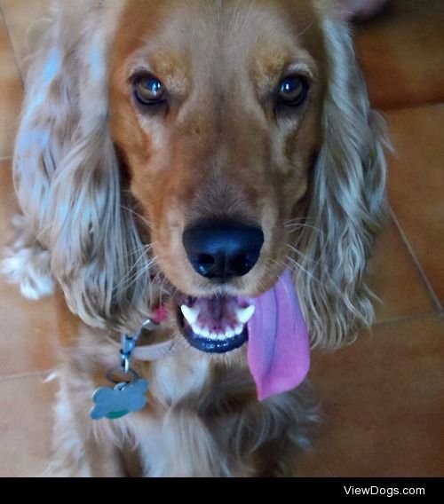This is Armani , 2 and a half years olf english cocker spaniel…