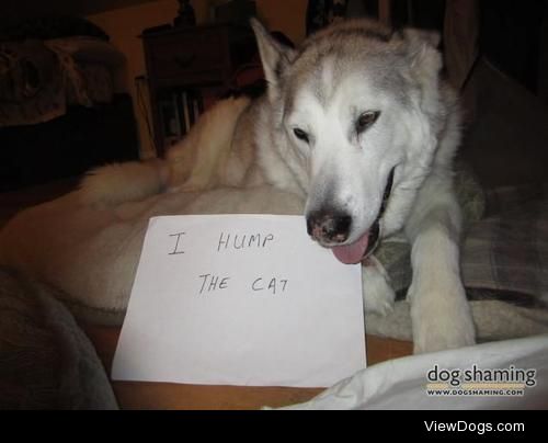 Et tu, Brute?

Kira, a 100lb malamute, humps my 18lb cat. Sign…