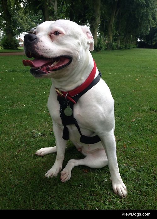 This is Pepper my three year old American Bulldog chilling in…