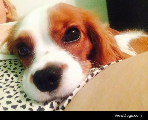 Copperr, 1 year old King Charles Cavalier.
