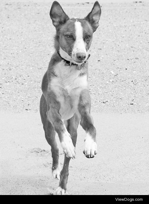 Skip and a hop (Cody, breed: Podenco Andaluz)
Ute…
