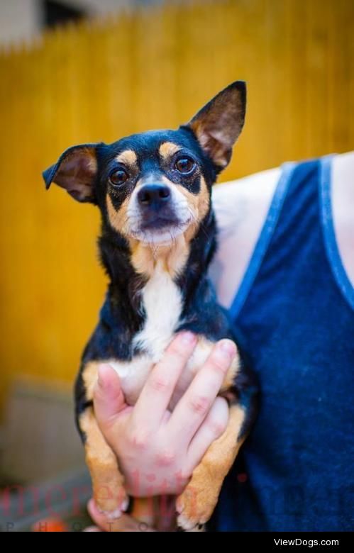 Karma
Chihuahua & Terrier Mix • Adult • Female •…