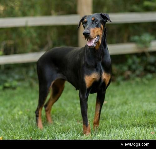 Babs
Doberman Pinscher • Adult • Female • Large
Atlanta Doberman…