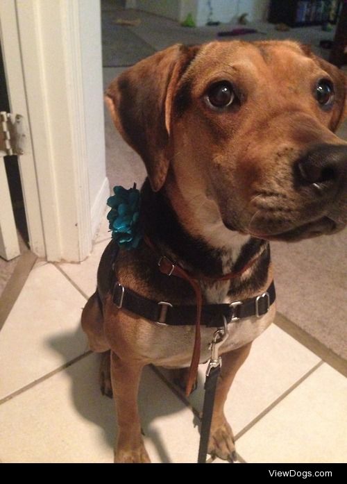 My sweet girl Maggie! Looking very pretty in her new bow and…