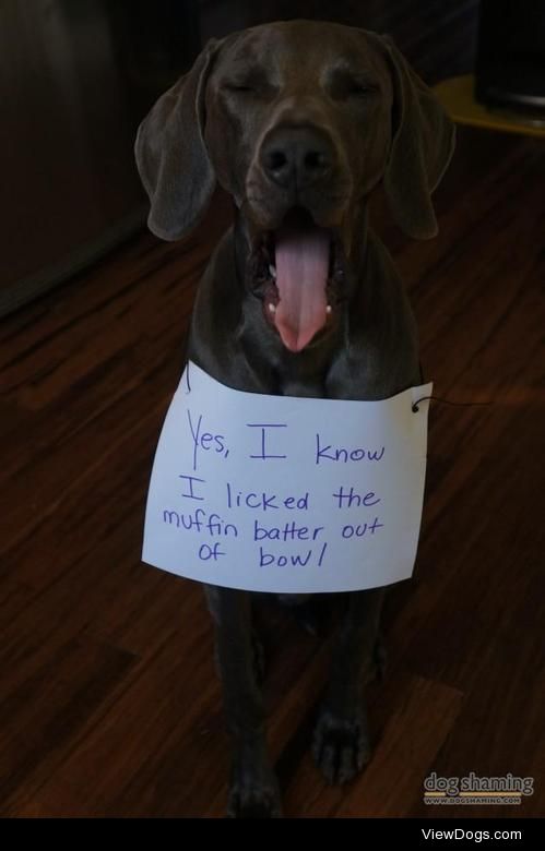 Muffin Batter Eater

The leftover batter bowl was left on the…