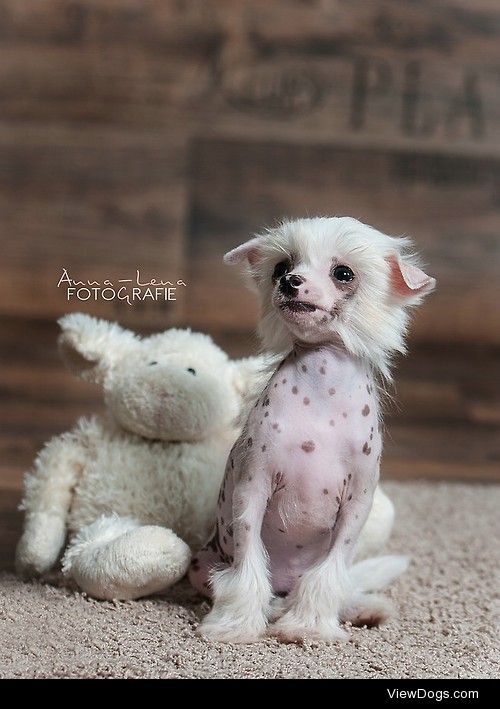 Chinese Crested Dog / / Anna-Lena Gerharz Fotografie