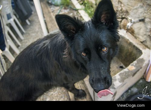 This is XO, a black long haired German Shepherd, and secretly a…