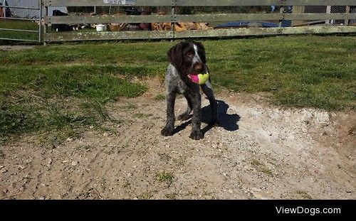 Tilly the German Wirehaired Pointer, learning how to play fetch…