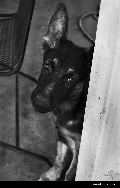 Kaizen, my 3 month old German Shepherd pup