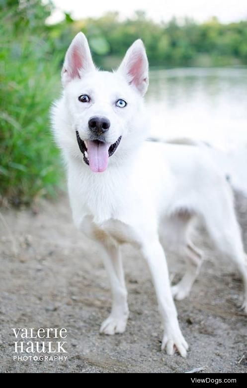 Aloha
American Eskimo Dog & Husky Mix • Young • Female •…