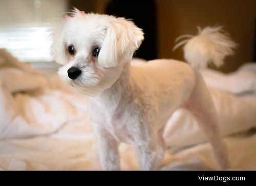 My Maltese mix just got a haircut after 3 months. She doesn’t…