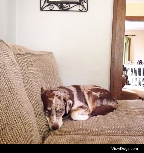 Sadie, my one-year-old adopted Aussie/Catahoula mix.