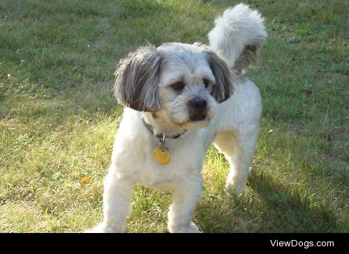 This is Max, my Lhasa Apso cross when he was 1 or 2. I’m pretty…