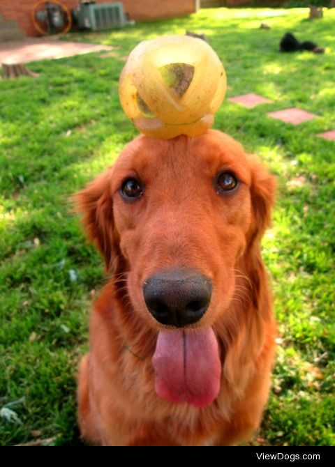 Dixie – Golden Retriever
She’s a clown! :)