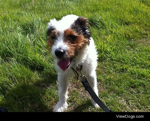 Bob. The three legged Parsons Jack Russell