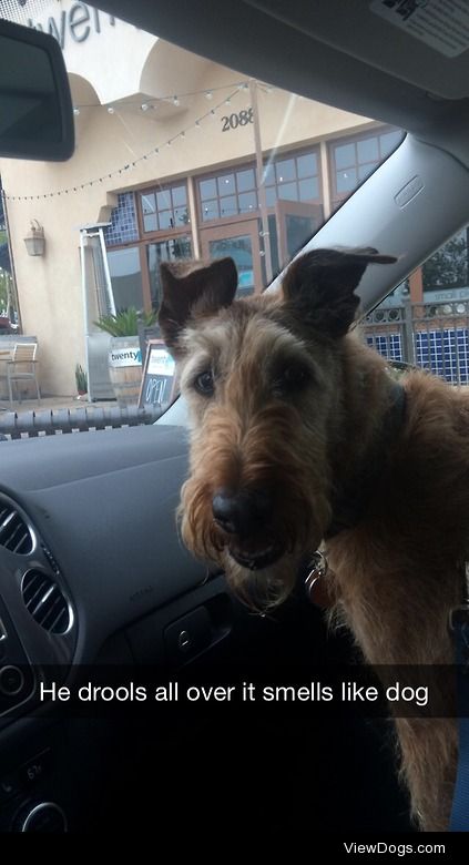 Tramp is an Irish  Terrier. He is 11 years old and loves to  go…