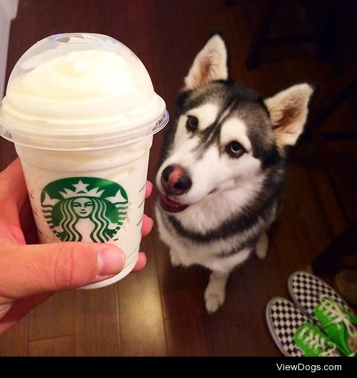 Blue loves her Puppyccino!