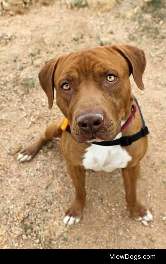 Quincy
Pit Bull Terrier & American Bulldog Mix • Young •…