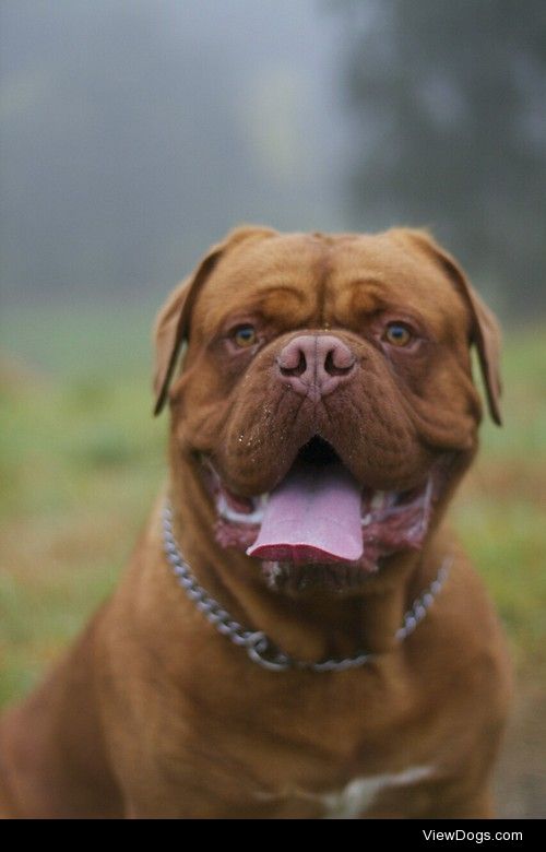 merlothedogue:

Hey you Guys!