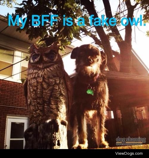 Love is blind

Mavis loves the fake owl in our backyard. They…