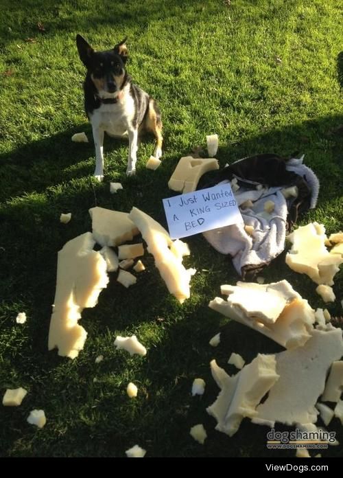 The Princess and the Pea

Dottie chewed up her dog bed and…