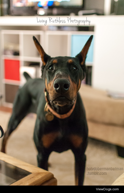 holydobermanbatman:

Whatever I was eating, he really wanted…