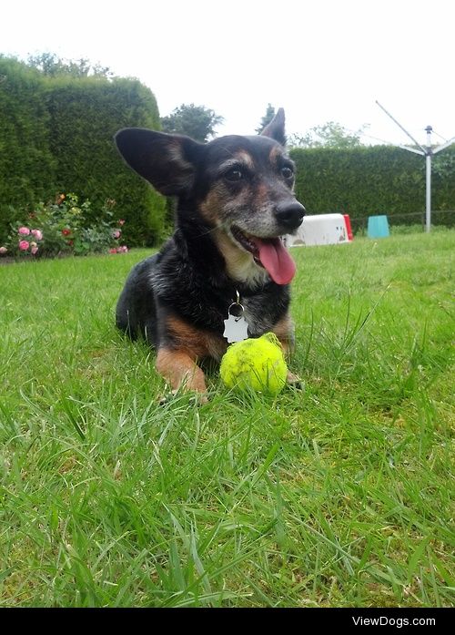 Fritzi, 14 year old german shepherd dachshund mix