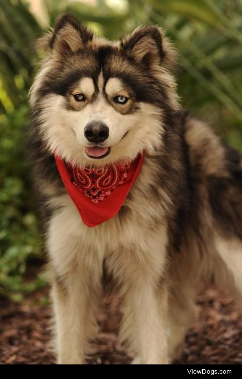 non-wolfdogs:

Kodiak is a Siberian Husky (no wolf) up for…