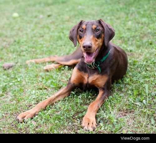 Ender
Doberman Pinscher • Young • Male • Large
Atlanta Doberman…