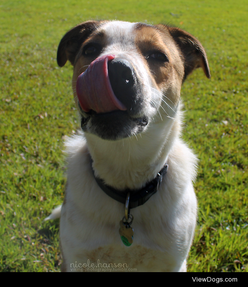 • Finn; mutt, 11 months, new zealand, ‘14
© Nicole Hanson, 