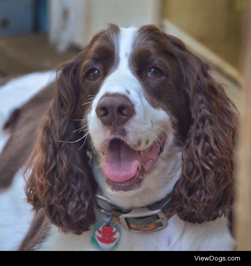 Moss  #english springer spaniel