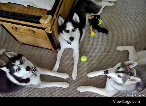 huskyhuddle:

Balto does not appreciate family photos.