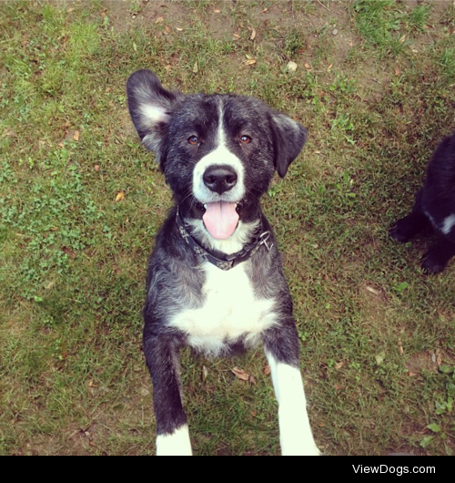 Winnie! 3 years old, Border Collie/Newfoundland mix and such a…