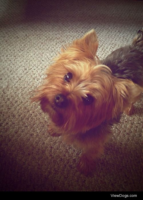 This is my 3 year old Yorkshire Terrier. Her name is Sasha, and…