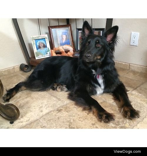 Zia, a two year old female Belgian Tervuren