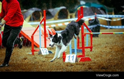 Agility / / Ada Ślaska