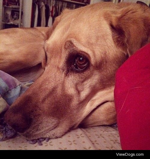 Izabelle Jenkins in her natural habitat. Izzie is a Lab mix,…