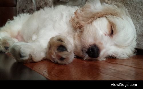 Chase the cockapoo loves to take naps!