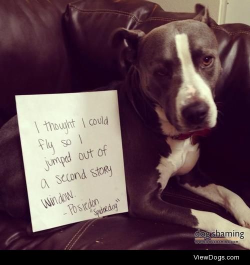 Spiderdog

“I thought I could fly so I jumped out of a second…