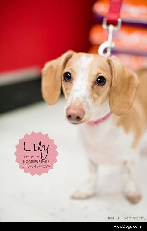 Lily
Dachshund • Adult • Female • Small
Home…