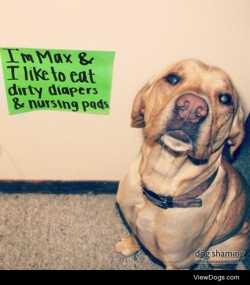 Labradud

I’m Max and I like to eat dirty diapers and…