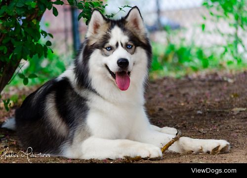 huskiesadventures:

Even when hes not even trying to look good…