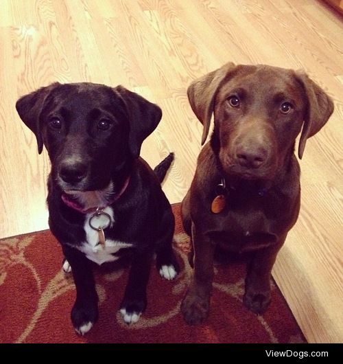 In honor of National Dog Day these are my sister’s “mutts” they…