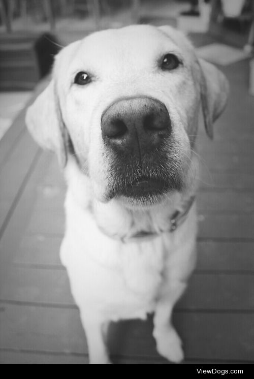 Bocephus is a lab from WV. He loves ice cubes, shaking, and…