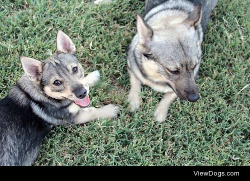 twostubbornvallhunds:

Playing puppies.