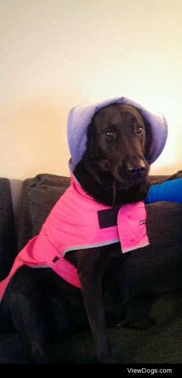 Lottie got a new raincoat today, but is a bit nervous that her…